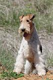 FOX TERRIER 361